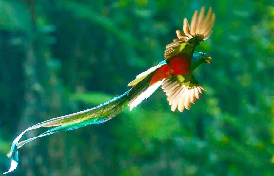 Quetzal bird
