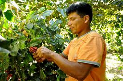 Coffee Tour - 15 minutes below Volare