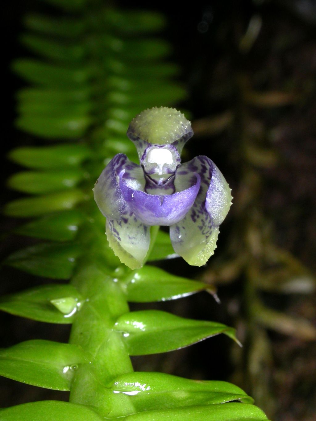 Lankester Gardens-botannical gardens near Cartago